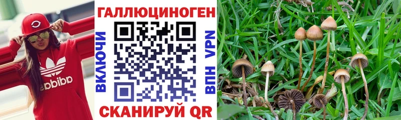 Галлюциногенные грибы Psilocybine cubensis Белореченск
